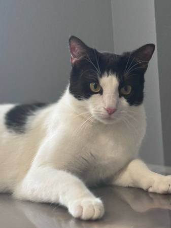 Lost Cat in Steiner Ranch