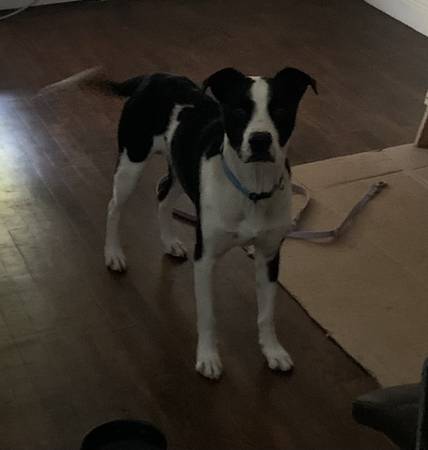 Found dog