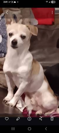 Lost dog