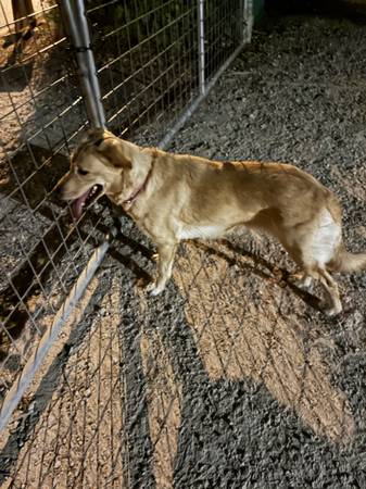 Found dog