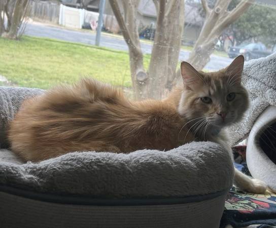 Lost Cat in Cat Hollow