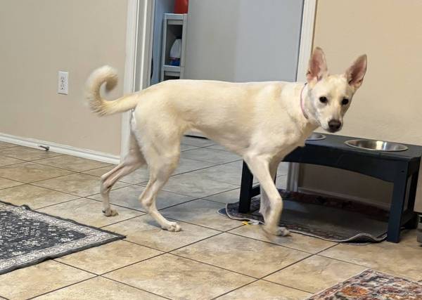 Found dog