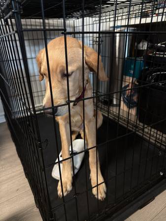 Found dog