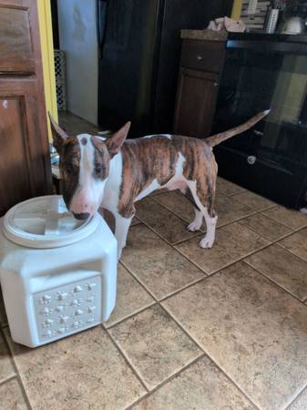 Found dog
