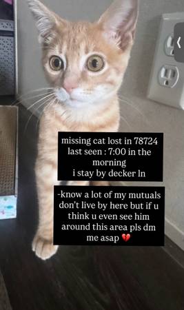 Lost Cat in Austin