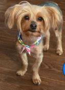 Lost Dog in Austin