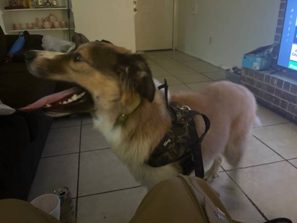 Lost Dog in Austin