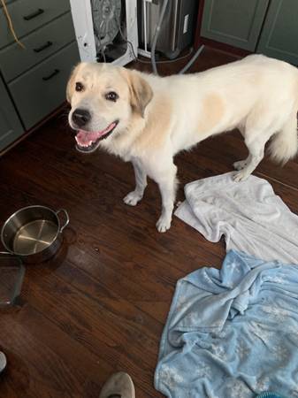 Found dog