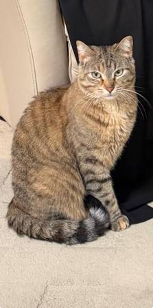 Lost Cat in Bacolod