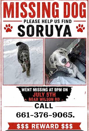 Lost Dog in Bakersfield