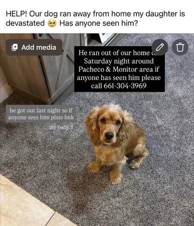 Lost Dog in Bakersfield