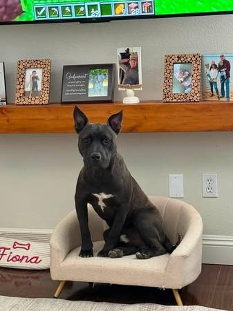 Lost Dog in Bakersfield