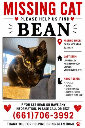 Lost cat