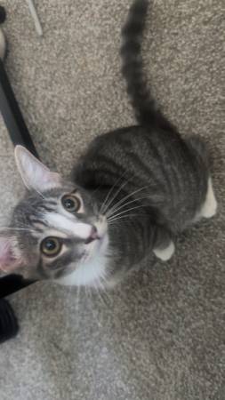 Found cat
