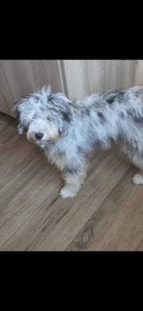 Lost Pet in Bakersfield