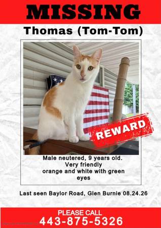 Lost Cat in Glen Burnie