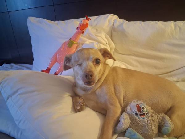 Lost dog