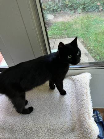 Found Cat in Baltimore