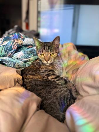 Lost Cat in Sykesville