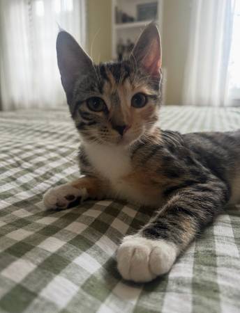 Lost Cat in Mt Vernon