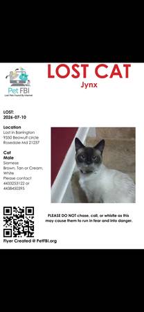 Lost cat