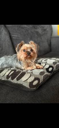 Lost dog