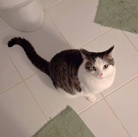 Lost cat
