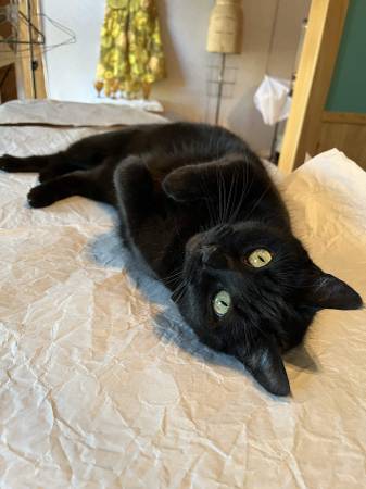 Lost Cat in Beaumont