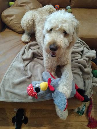 Lost dog