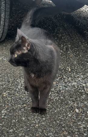 Lost cat