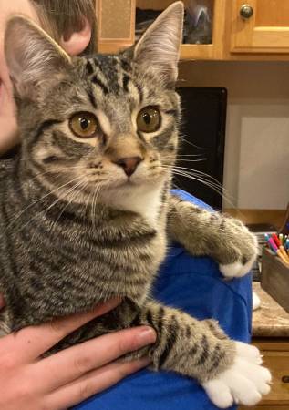 Lost Cat in Bellingham