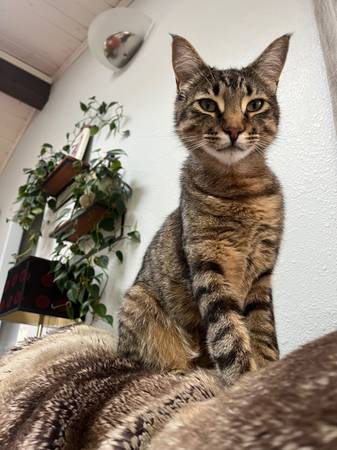 Lost cat