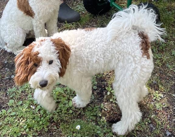 Lost Dog in Bellingham