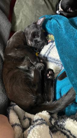 Lost cat