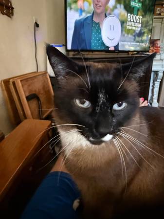Lost Cat in Bend