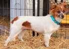 Lost dog