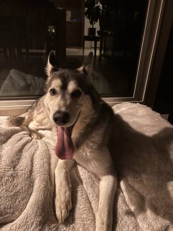 Found dog