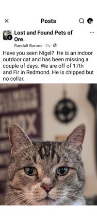 Lost Cat in Redmond