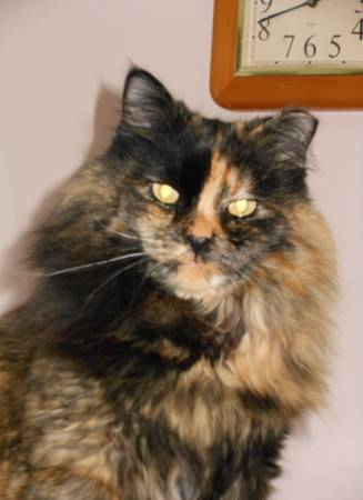 Lost Cat in Bend