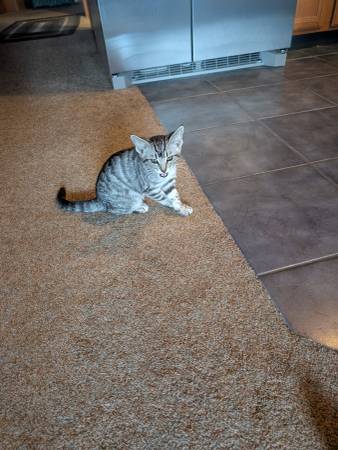 Found Cat in Shepherd