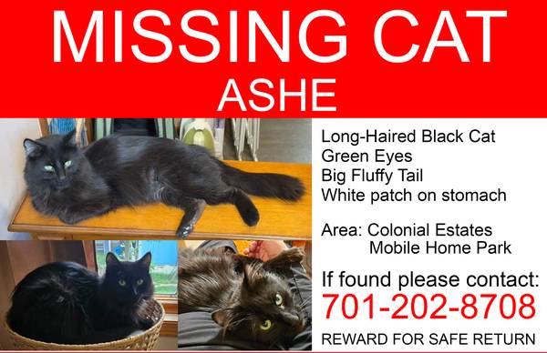 Lost Cat in Bismarck