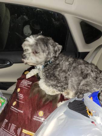 Lost dog