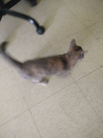 Found Cat in Pulaski