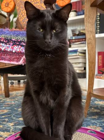 Lost cat