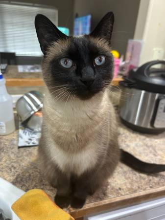 Lost Cat in Meridian