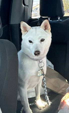 Lost Dog in Parma