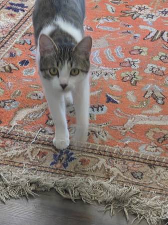 Lost Cat in Kuna