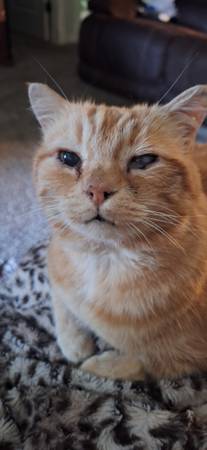 Lost Cat in Meridian