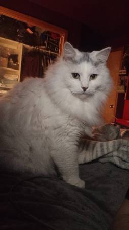 Lost Cat in Boise