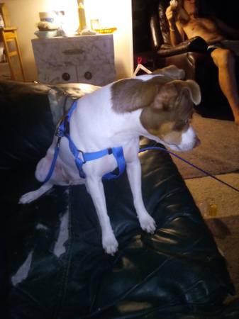Found Dog in Middleton And Flamingo